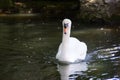 THE SWAN - BIGGER FLYING BIRD Ã¢â¬â BEAUTY OF NATURE Royalty Free Stock Photo